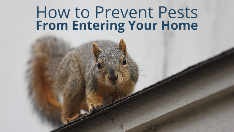 prevent pests on the roof