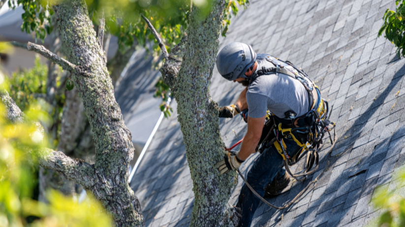 trimming trees in Atlanta