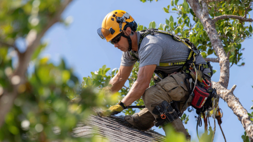 Trusted Trimming Branches in Inman Park